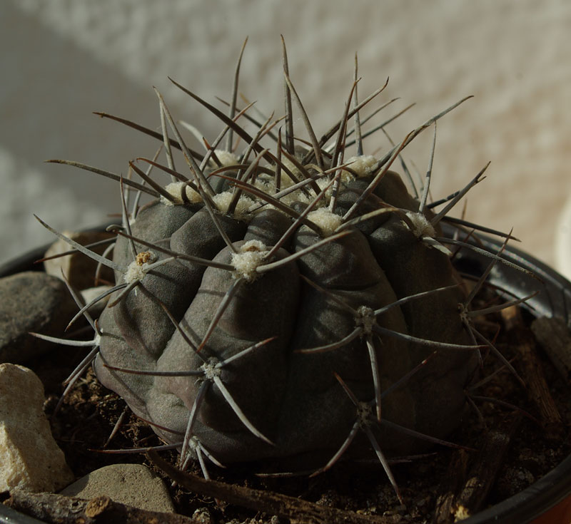 cactus-1.jpg