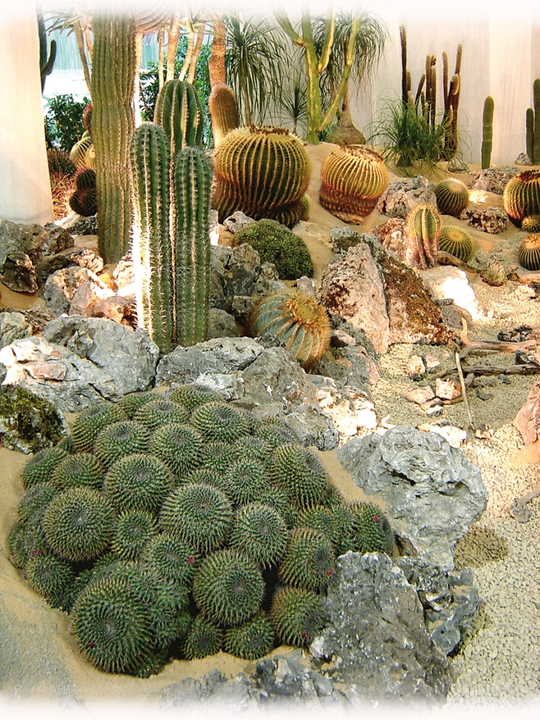 cactus-1.jpg