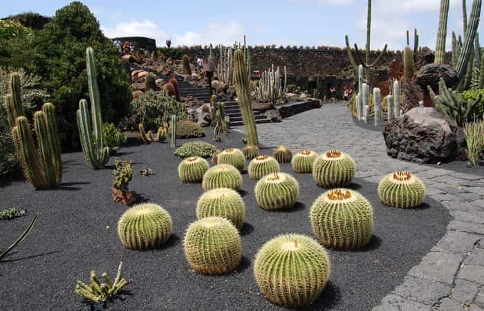 cactus-2.jpg