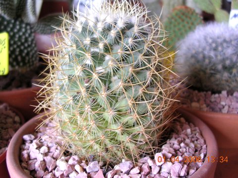 cactus%20007.jpg