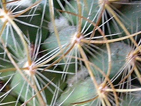 cactus%20008.jpg
