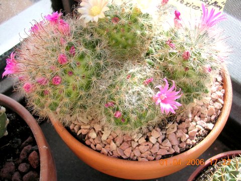 cactus%20009.jpg