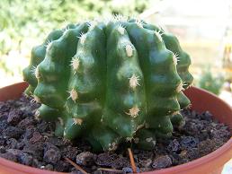 cactus%20025.JPG