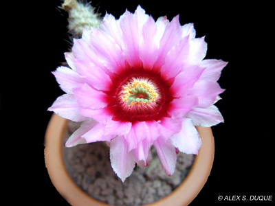 cactus%20039%20copia.jpg