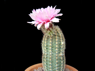 cactus%20043.jpg