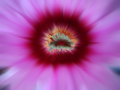 cactus%20044.jpg