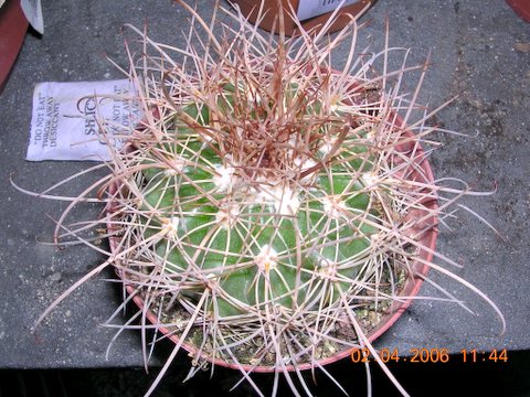 cactus%201%20006.jpg