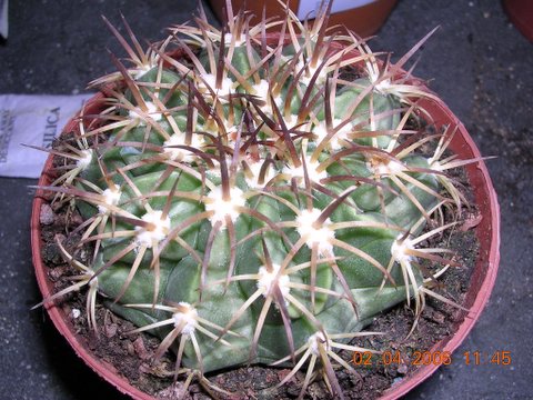 cactus%201%20007-1.jpg