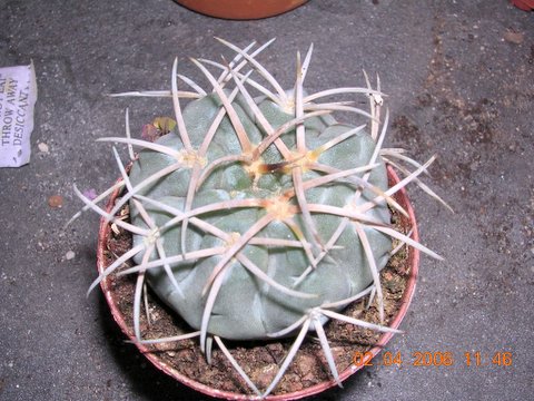 cactus%201%20009.jpg