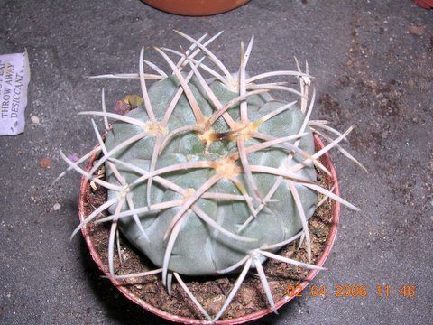 cactus%201%20009.jpg