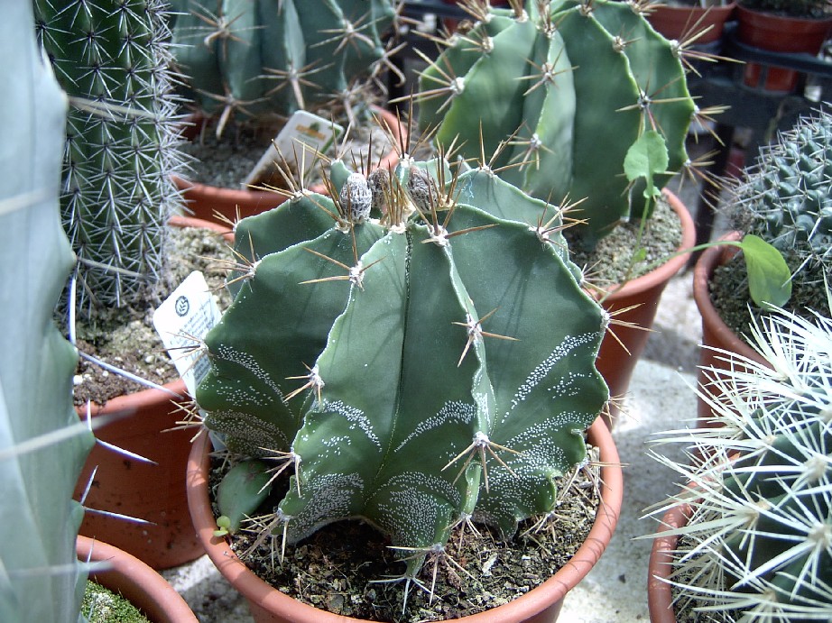Cactus%201%7E1.jpg