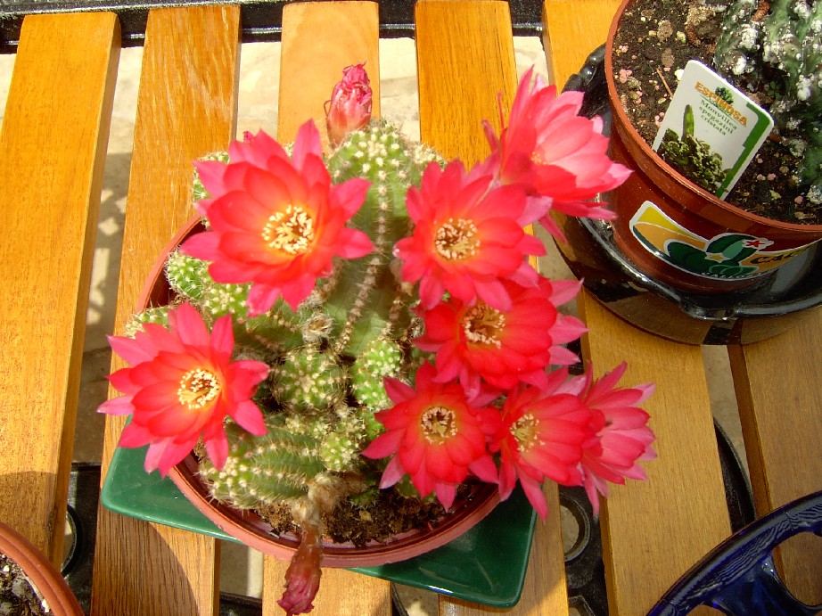 Cactus%202%7E0.jpg
