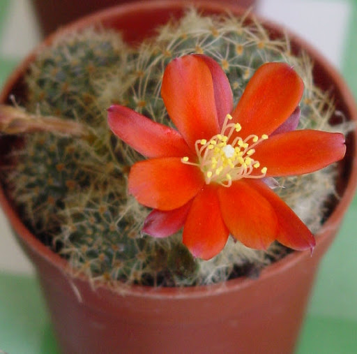 Cactus%2028.jpg
