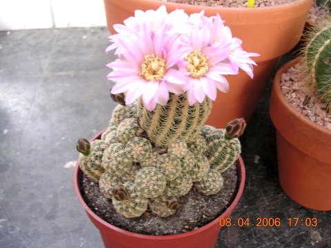 cactus%202y%20floraciones%20025.jpg