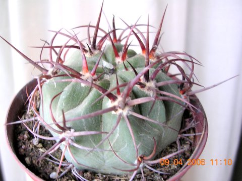 cactus%202y%20floraciones%20033.jpg