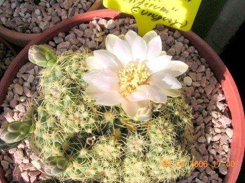 cactus%202y%20floraciones%20042.jpg