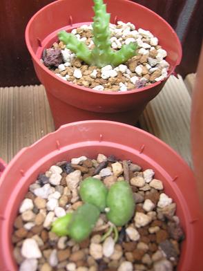 cactus%203%20ok.JPG