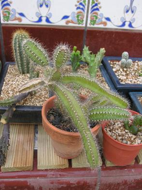 cactus%204%20ok.JPG