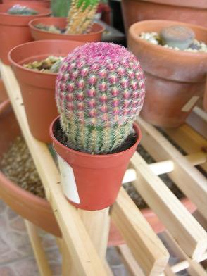 cactus%206%20ok.JPG
