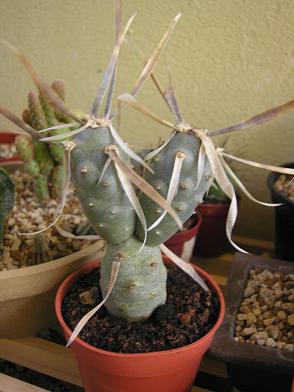 cactus%207%20ok.JPG