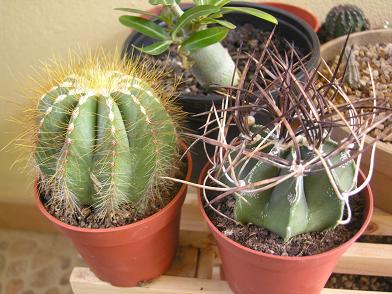 cactus%208%20ok.JPG