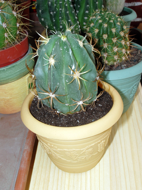 cactus%20oct-05%20010.jpg
