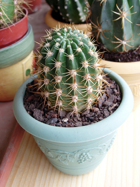 cactus%20oct-05%20011.jpg