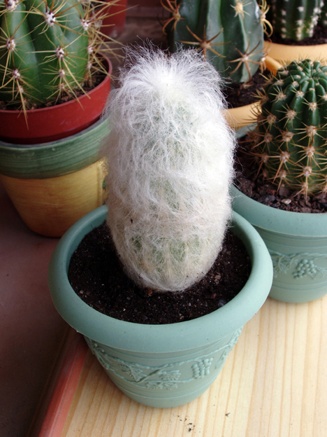 cactus%20oct-05%20013.jpg