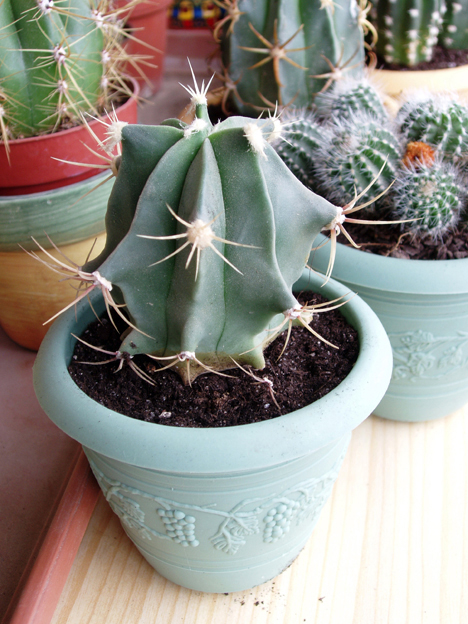 cactus%20oct-05%20015.jpg