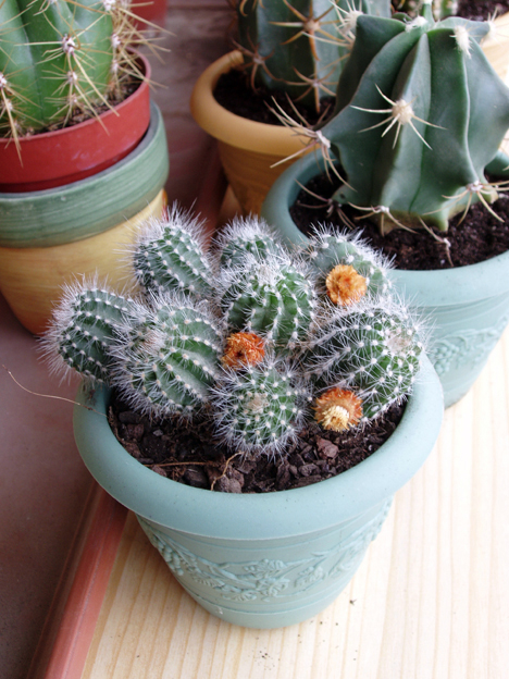 cactus%20oct-05%20016.jpg