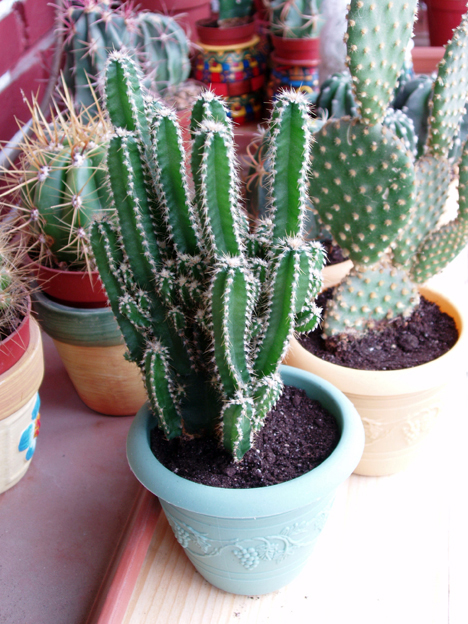 cactus%20oct-05%20018.jpg