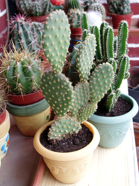 cactus%20oct-05%20019.jpg