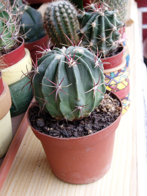 cactus%20oct-05%20028.jpg