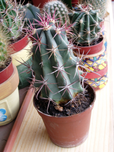 cactus%20oct-05%20029.jpg
