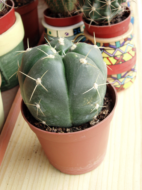 cactus%20oct-05%20031.jpg