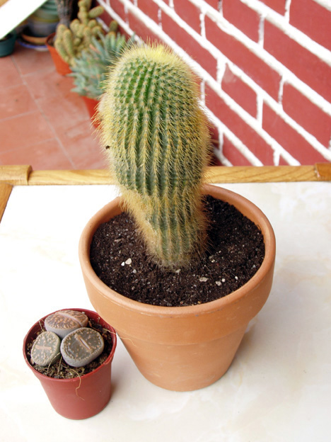 cactus%20oct-05%20hoy%20006.jpg