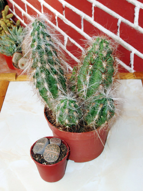 cactus%20oct-05%20hoy%20012.jpg