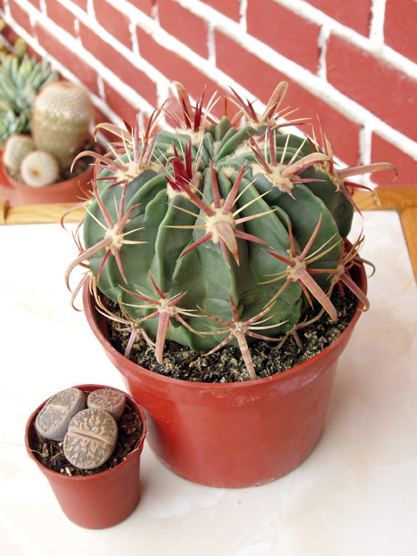 cactus%20oct-05%20hoy%20013.jpg