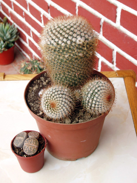 cactus%20oct-05%20hoy%20014.jpg