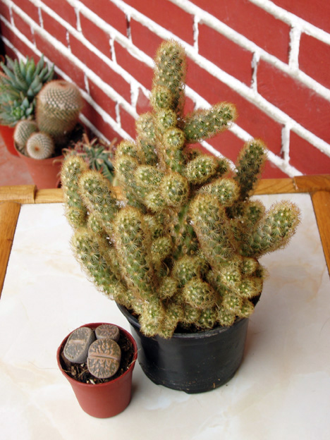 cactus%20oct-05%20hoy%20016.jpg