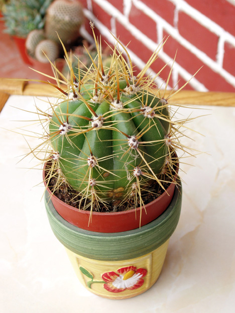 cactus%20oct-05%20ultimas%20002.jpg