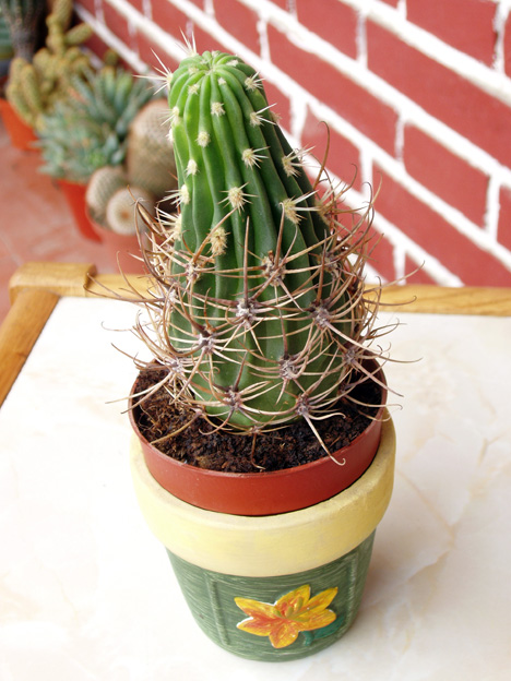 cactus%20oct-05%20ultimas%20003.jpg