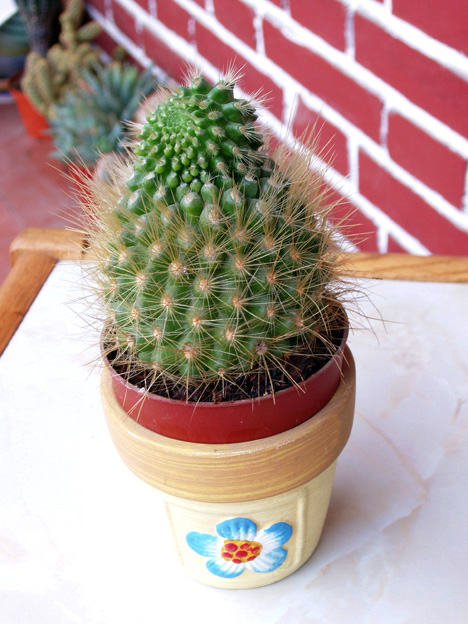 cactus%20oct-05%20ultimas%20004.jpg
