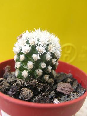 cactus%20ok.JPG