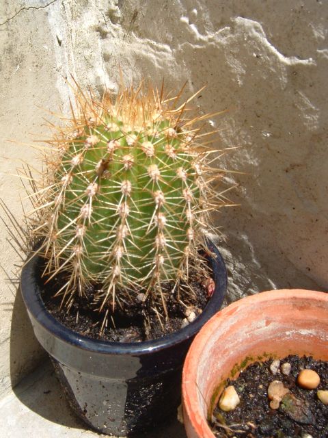 cactus%20para%20identificar%201.jpg