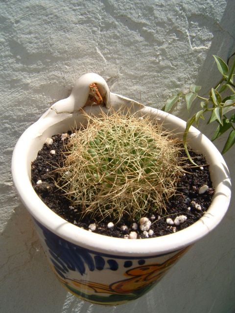 cactus%20para%20identificar%203.jpg