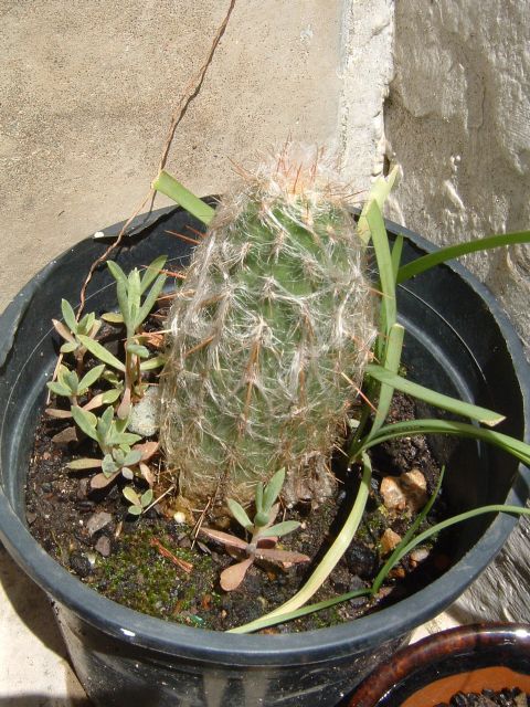 cactus%20para%20identificar%205.jpg