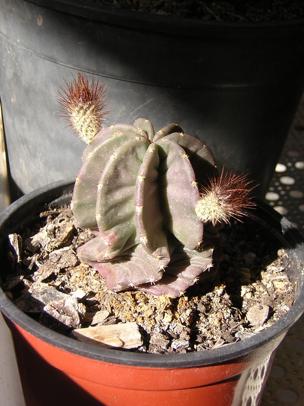 cactus%20pocho.JPG