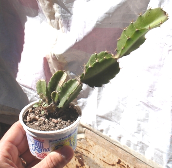 Cactus%20raro.jpg