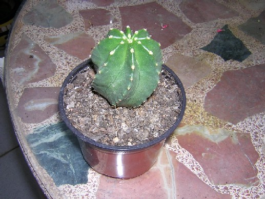 cactus%20sano.JPG